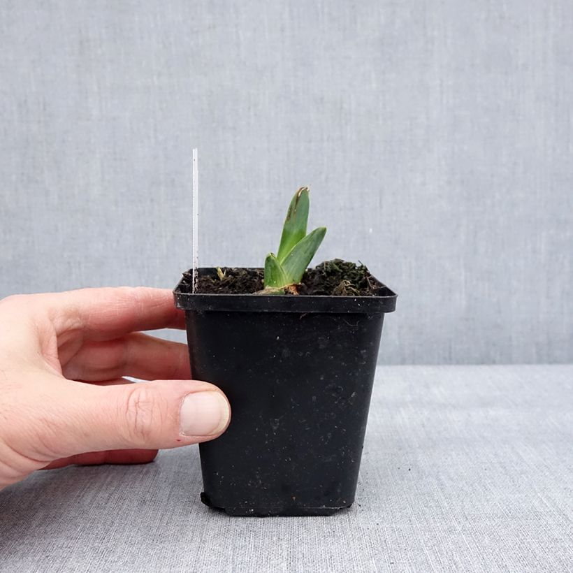 Amostra de Iris germanica Dating A Royal - Iris des Jardins Godet de 8/9 cm tal como entregue no inverno