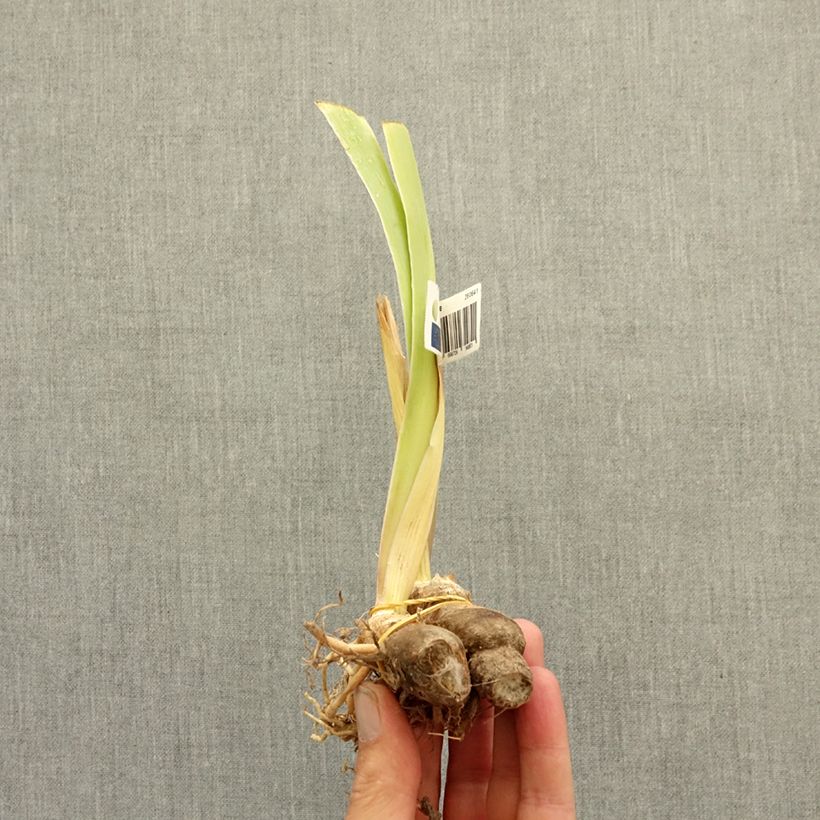 Amostra de Iris germanica Dazzling - Íris alemã intermédia Rizoma tal como entregue no inverno