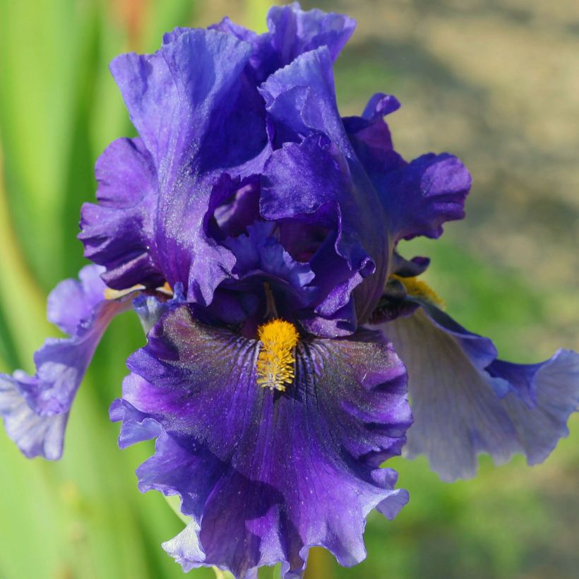 Iris germanica Deep Dark Secret (Floração)