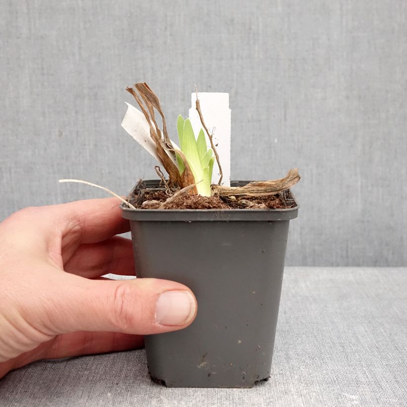 Amostra de Iris germanica Deep Dark Secret - Grand Iris des Jardins Vaso de 8/9 cm tal como entregue no inverno