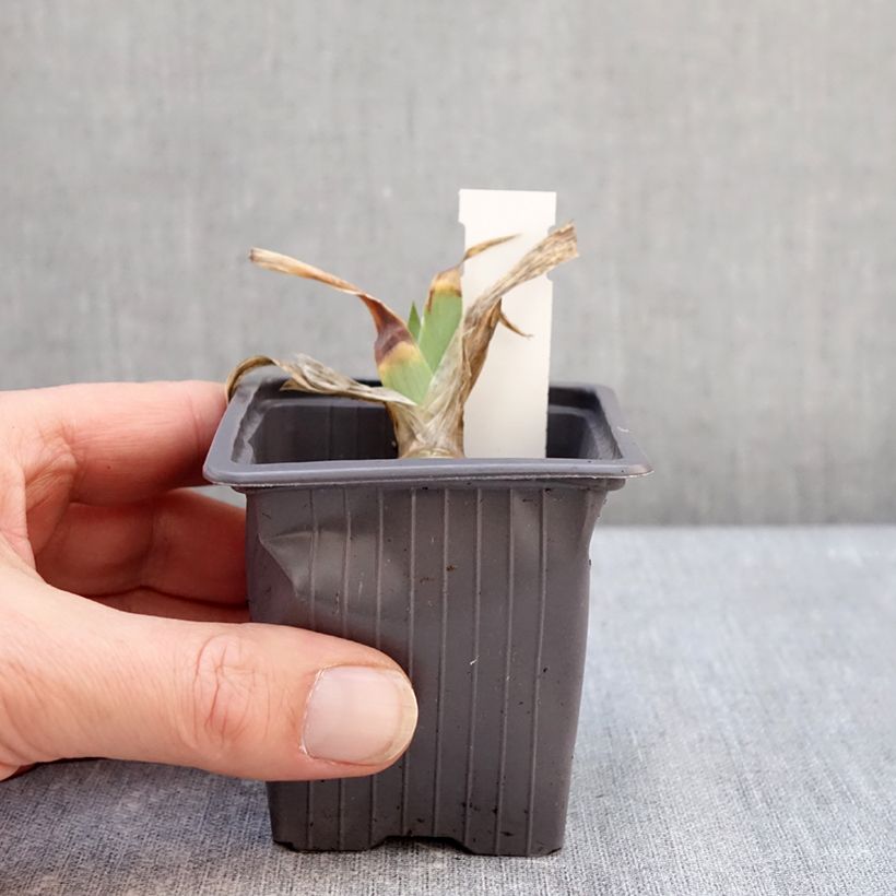 Amostra de Iris germanica Delicato Vaso de 8/9 cm tal como entregue no inverno