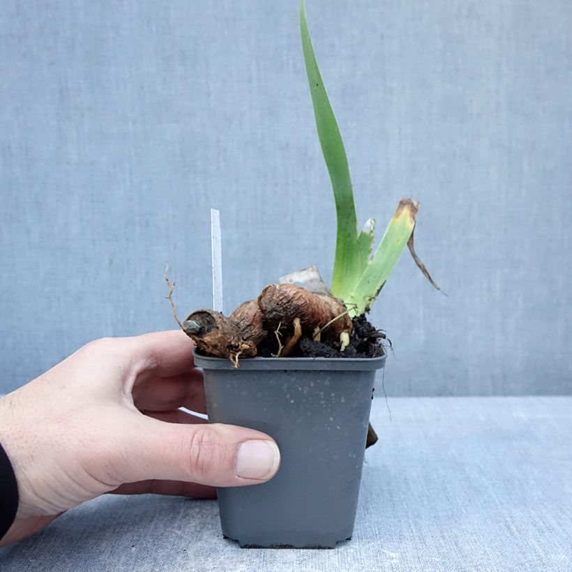 Amostra de Iris germanica Delicieux Caramel Vaso de 8/9 cm tal como entregue no inverno