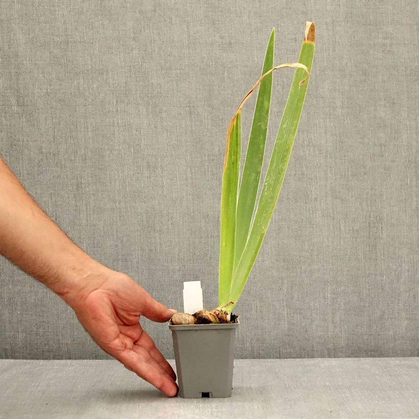 Amostra de Iris germanica Dernier Cri Vaso de 8/9 cm tal como entregue no verão