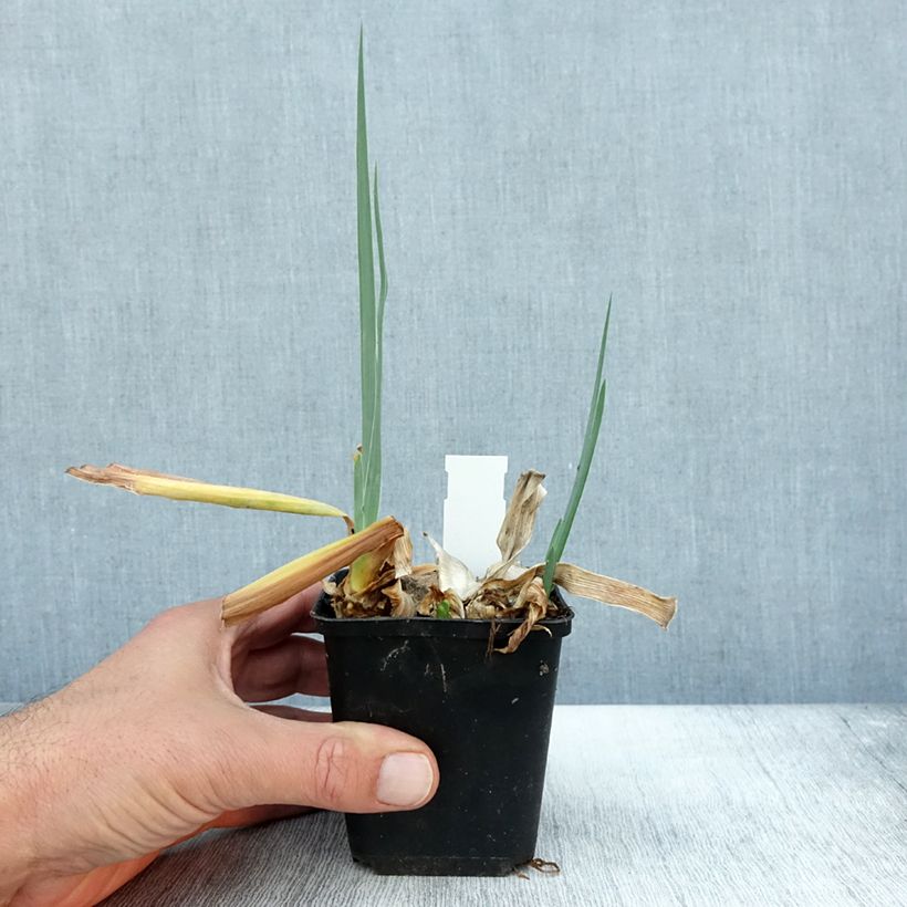 Amostra de Iris germanica Dernier Cri - Iris des Jardins Godet de 8/9 cm tal como entregue no outono