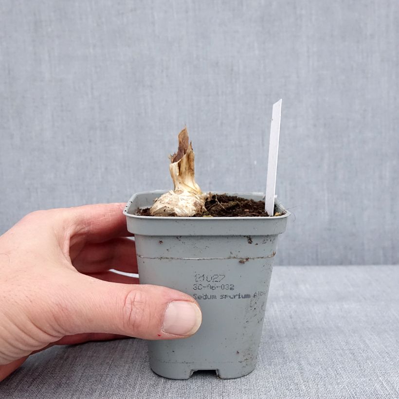 Amostra de Iris germanica Dernier Cri - Iris des Jardins Godet de 8/9 cm tal como entregue no inverno