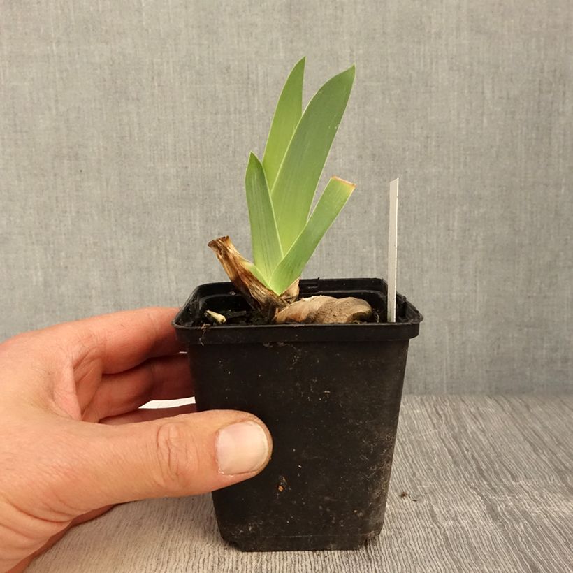Amostra de Iris germanica Dernier Cri Vaso de 8/9 cm tal como entregue na primavera