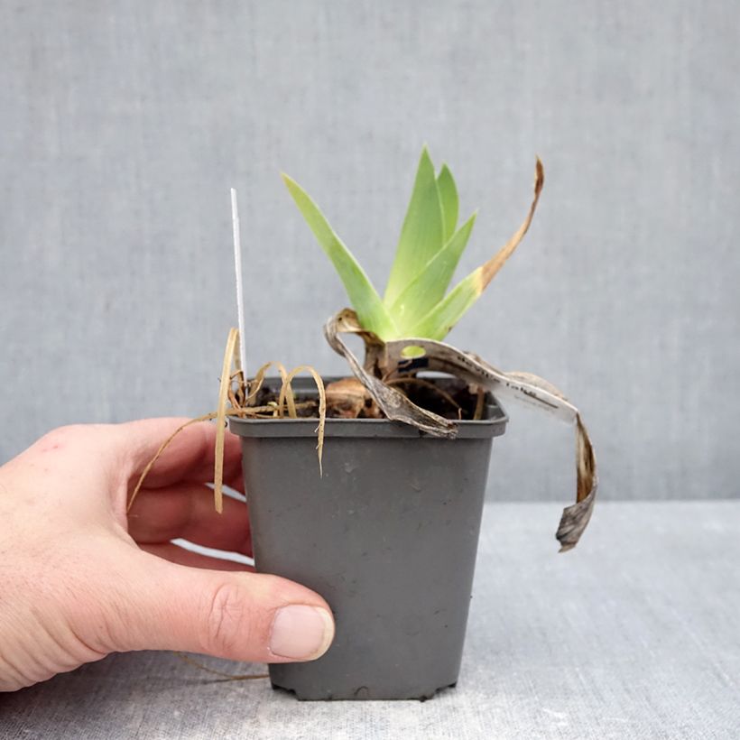 Amostra de Iris germanica Devil's Lake Vaso de 8/9 cm tal como entregue no inverno