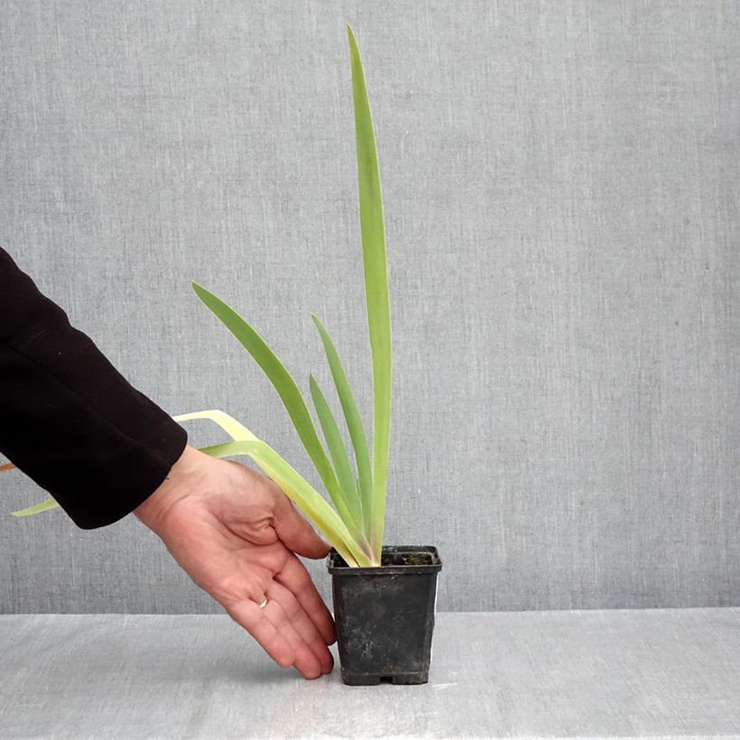 Amostra de Iris germanica Dracula's Kiss - Iris des jardins Vaso de 8/9 cm tal como entregue no outono