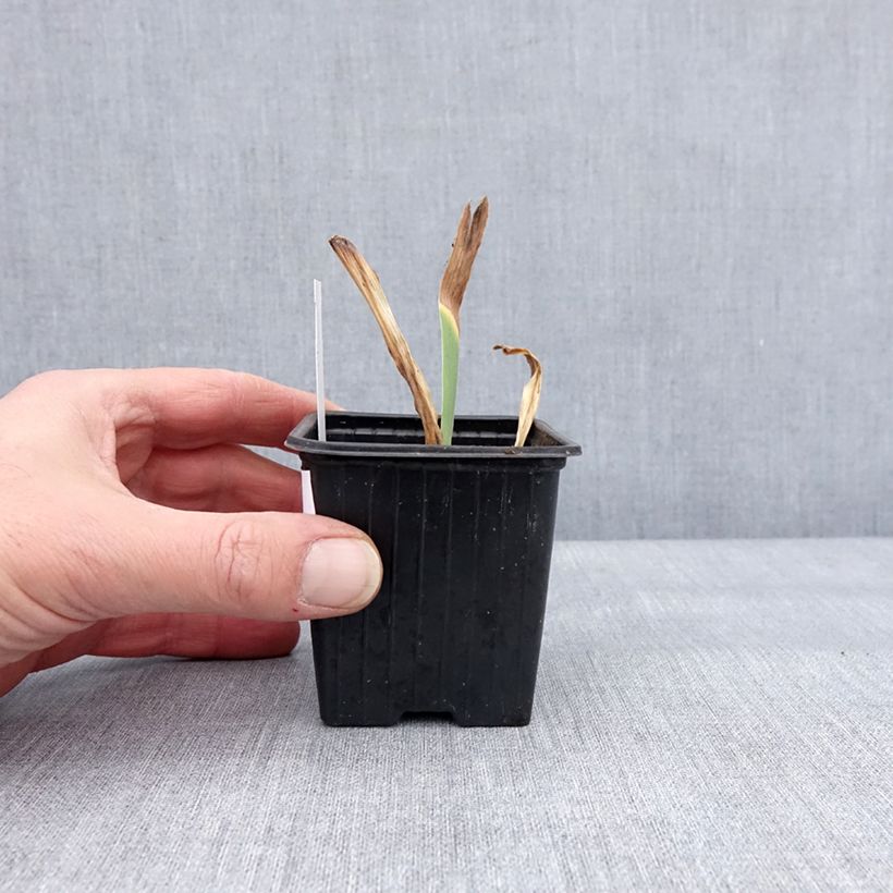 Amostra de Iris germanica Dutch Chocolate Vaso de 8/9 cm tal como entregue no inverno