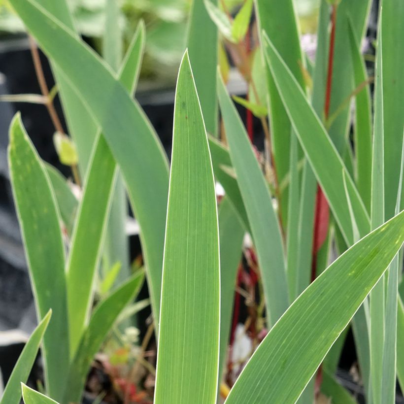 Iris germanica Dutch Chocolate (Folhagem)