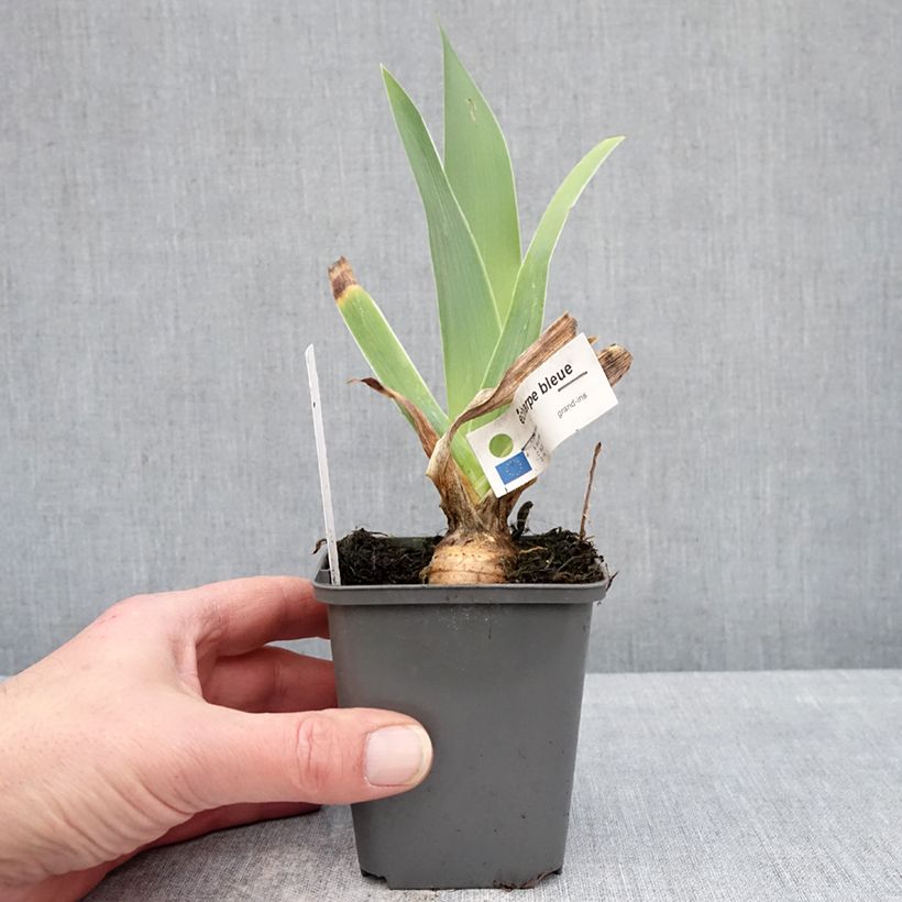 Amostra de Iris germanica Écharpe Bleue Vaso de 8/9 cm tal como entregue no inverno