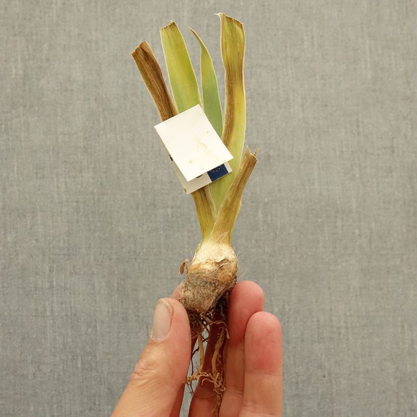 Amostra de Iris germanica Échassier - Íris alemã Rizoma tal como entregue no inverno