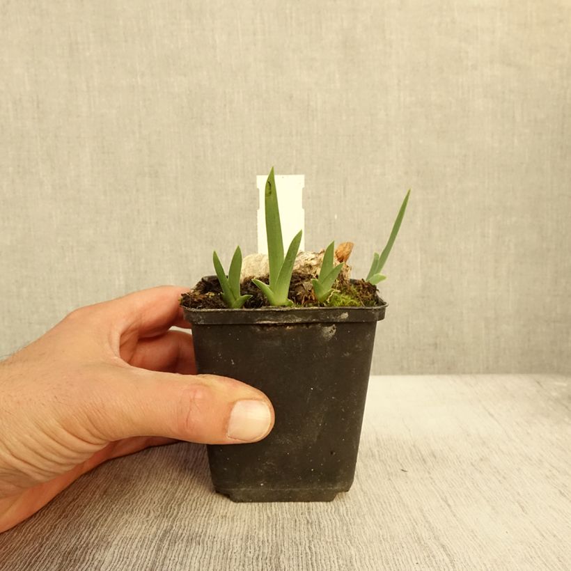 Amostra de Iris germanica En Ebullition - Iris de Bordure Godet de 8/9 cm tal como entregue no outono