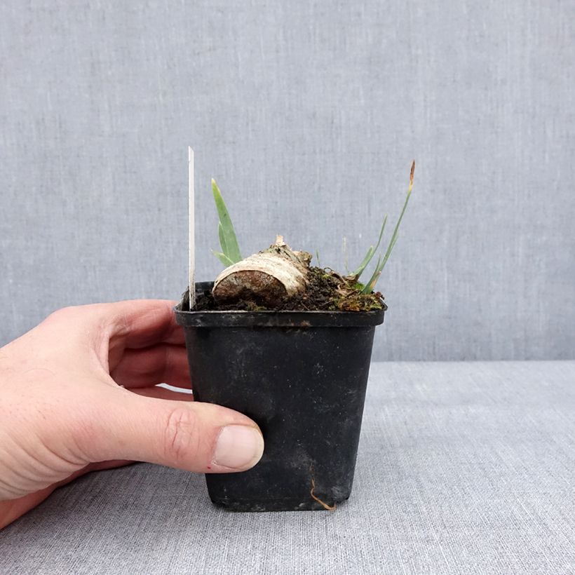 Amostra de Iris germanica En Ebullition - Iris de Bordure Godet de 8/9 cm tal como entregue no inverno