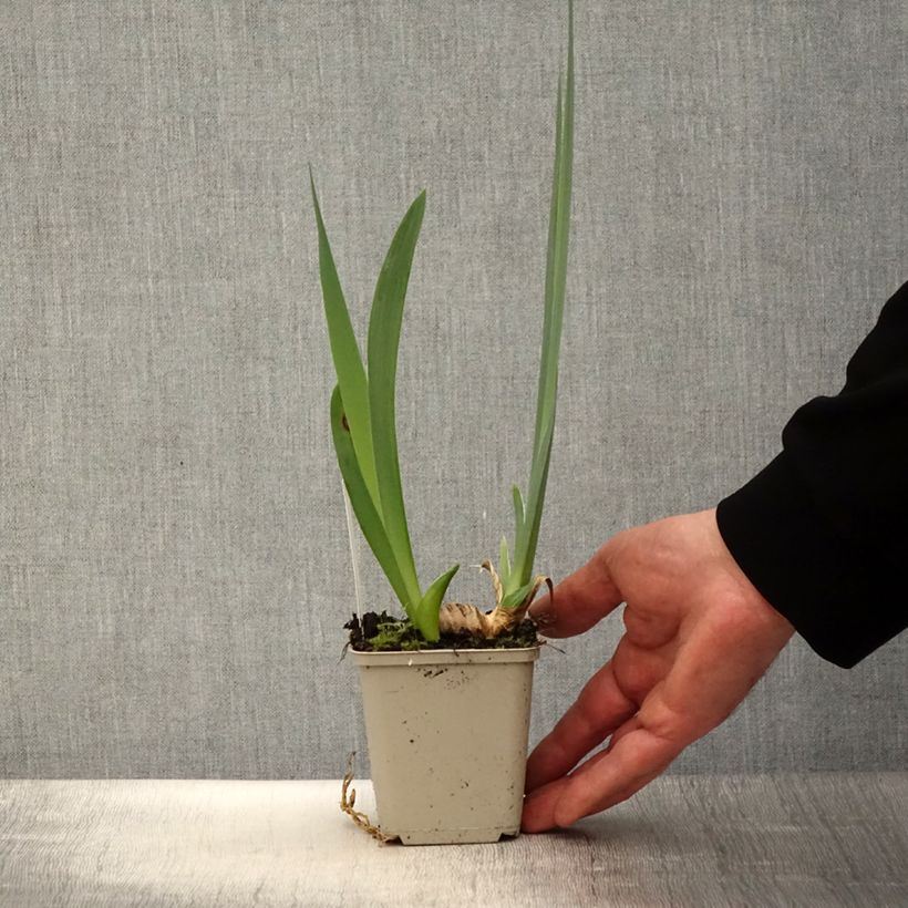 Amostra de Iris germanica En Ebullition Vaso de 8/9 cm tal como entregue na primavera