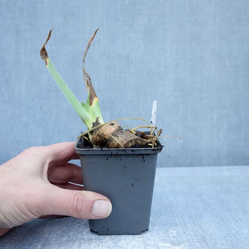 Amostra de Iris germanica En Pointillés Vaso de 8/9 cm tal como entregue no inverno