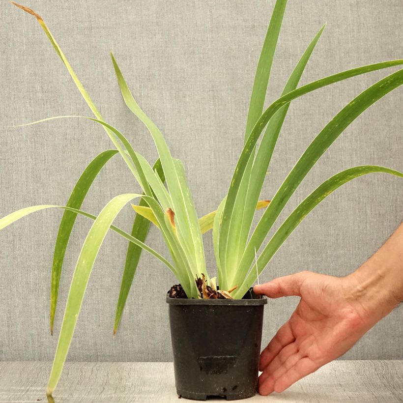 Amostra de Iris germanica English cottage Vaso de 1,5 L/2 L tal como entregue no verão