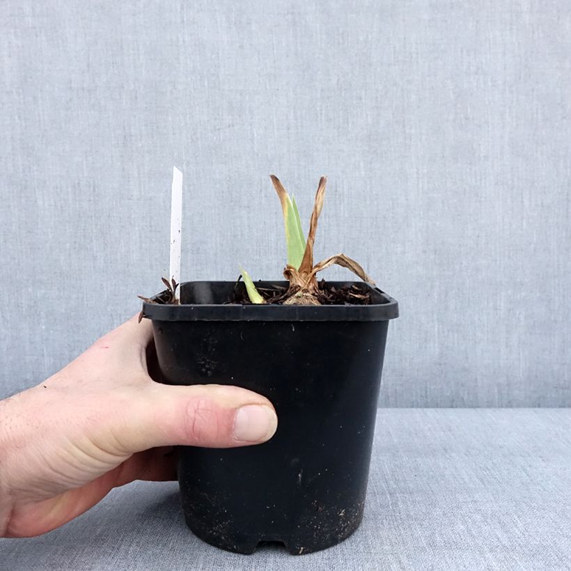 Amostra de Iris germanica English cottage - Iris des jardins remontant Vaso de 1,5 L/2 L tal como entregue no inverno