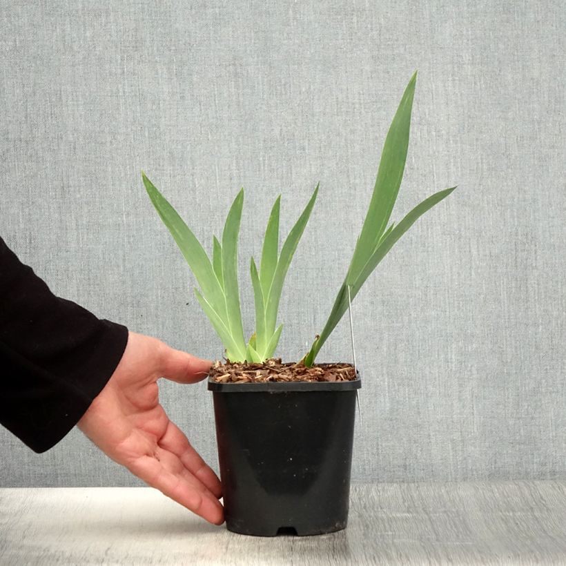 Amostra de Iris germanica English cottage Vaso de 1,5 L/2 L tal como entregue na primavera