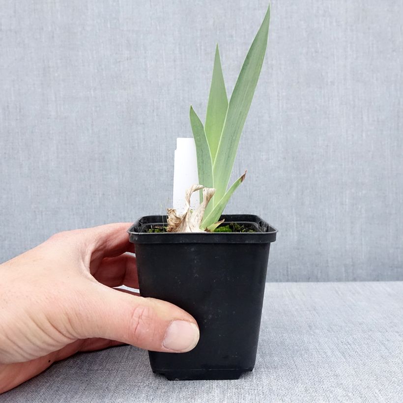 Amostra de Iris germanica English cottage Vaso de 8/9 cm tal como entregue na primavera