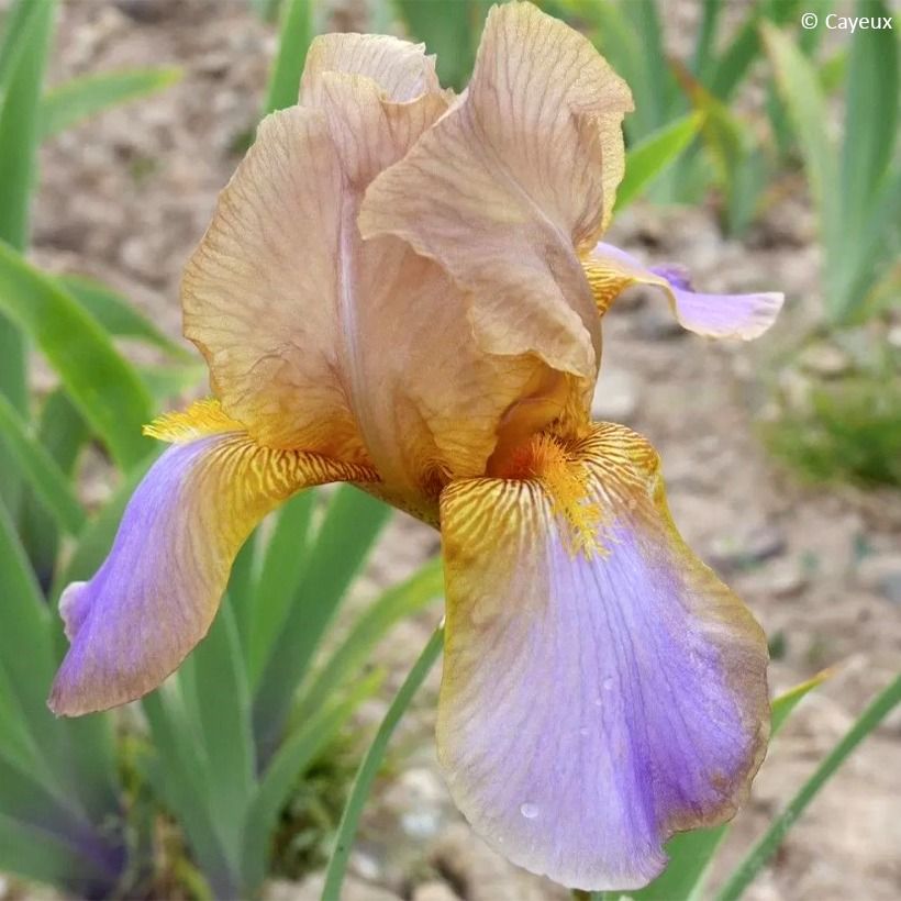 Iris germanica Evolution (Floração)