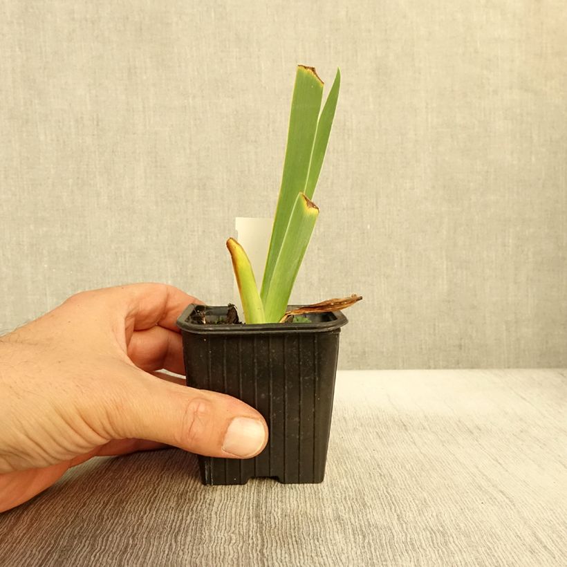 Amostra de Iris germanica Flamant Rose Vaso de 8/9 cm tal como entregue no outono