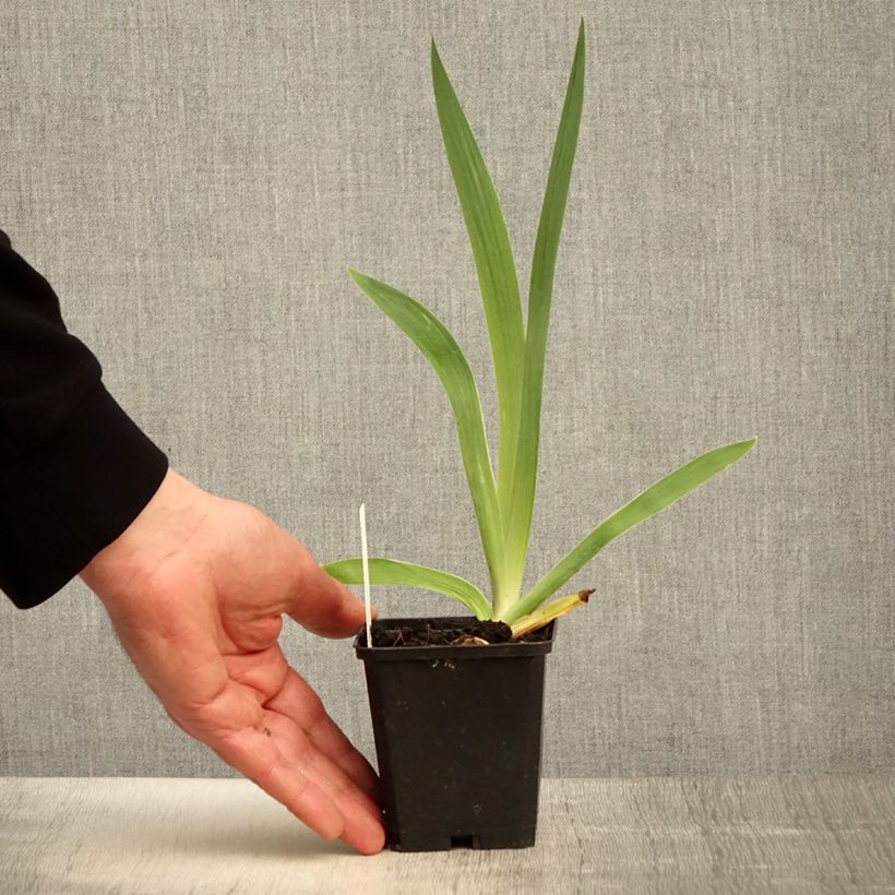 Amostra de Iris germanica Flamenco Vaso de 8/9 cm tal como entregue na primavera