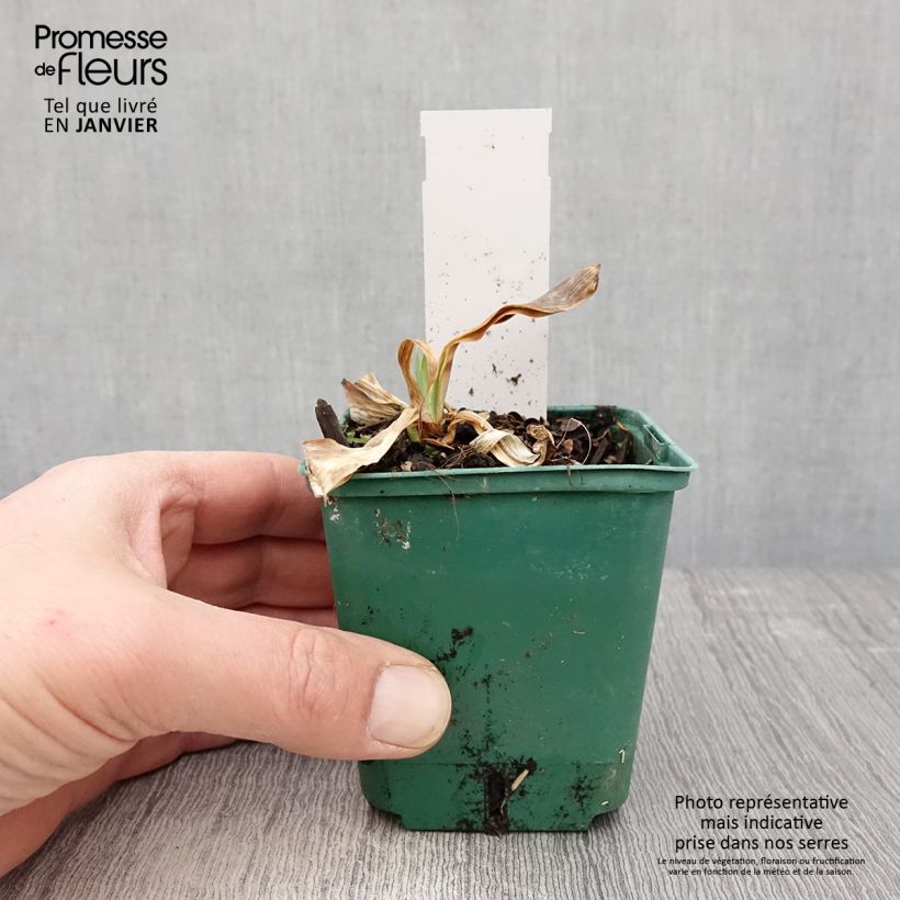 Amostra de Iris germanica Flaming Dragon - Grand iris des jardins Godet de 8/9 cm tal como entregue no inverno