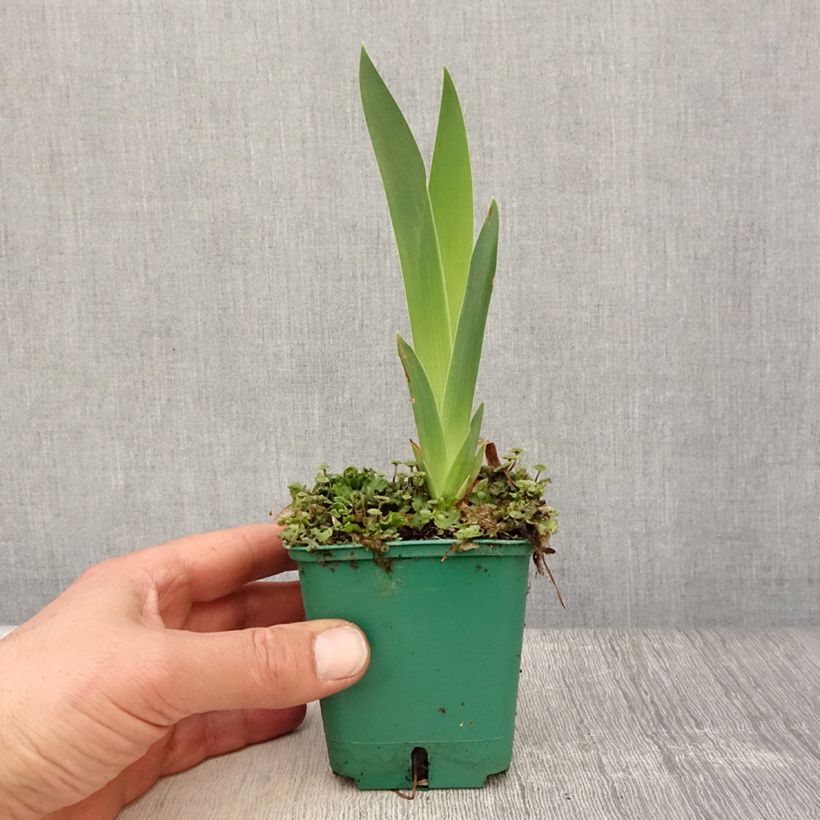 Amostra de Iris germanica Flaming Dragon Vaso de 8/9 cm tal como entregue na primavera