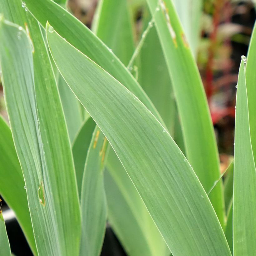Iris germanica Flaming Dragon (Folhagem)