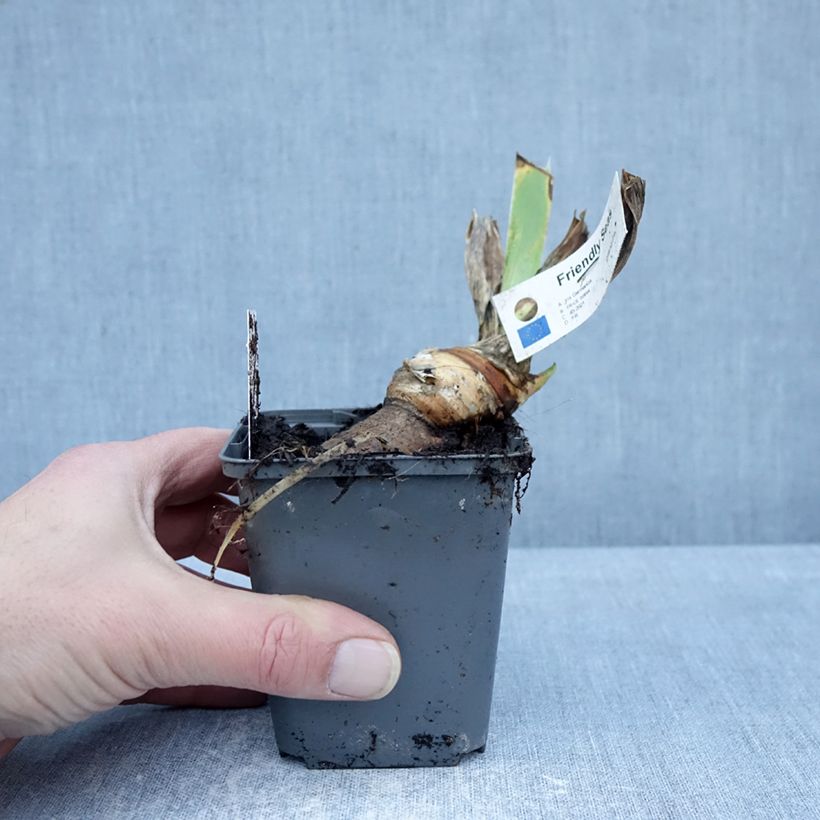 Amostra de Iris germanica Friendly Seas Vaso de 8/9 cm tal como entregue no inverno