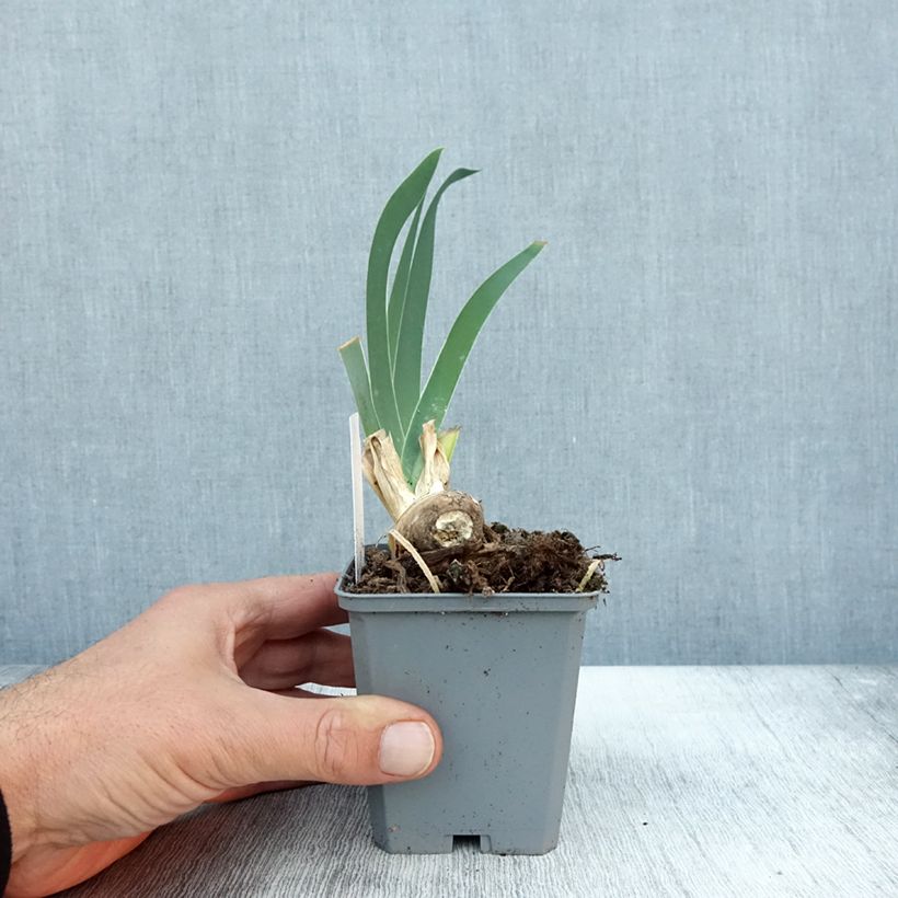 Amostra de Iris germanica Frison-Roche - Grand Iris des Jardins Godet de 8/9 cm tal como entregue no outono
