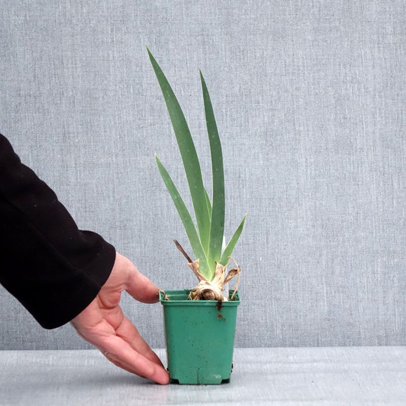 Amostra de Iris germanica Frison-Roche - Grand Iris des Jardins Godet de 8/9 cm tal como entregue no inverno