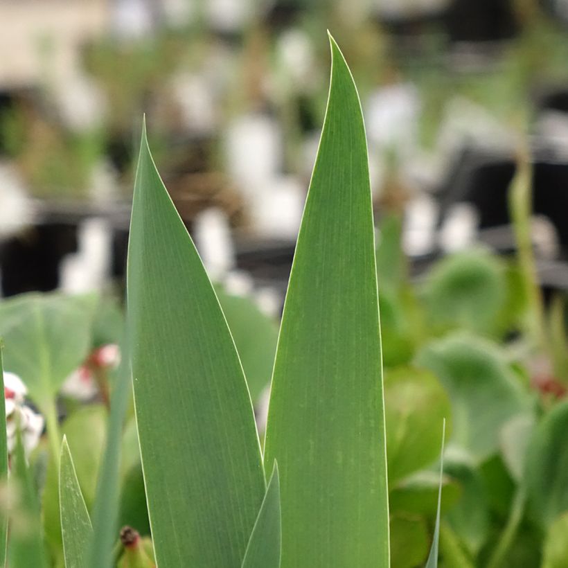 Iris germanica Frison (Folhagem)