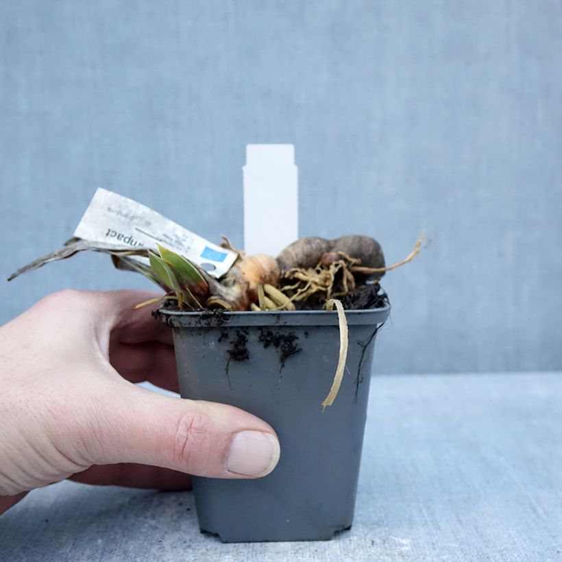 Amostra de Iris germanica Full Impact Vaso de 8/9 cm tal como entregue no inverno