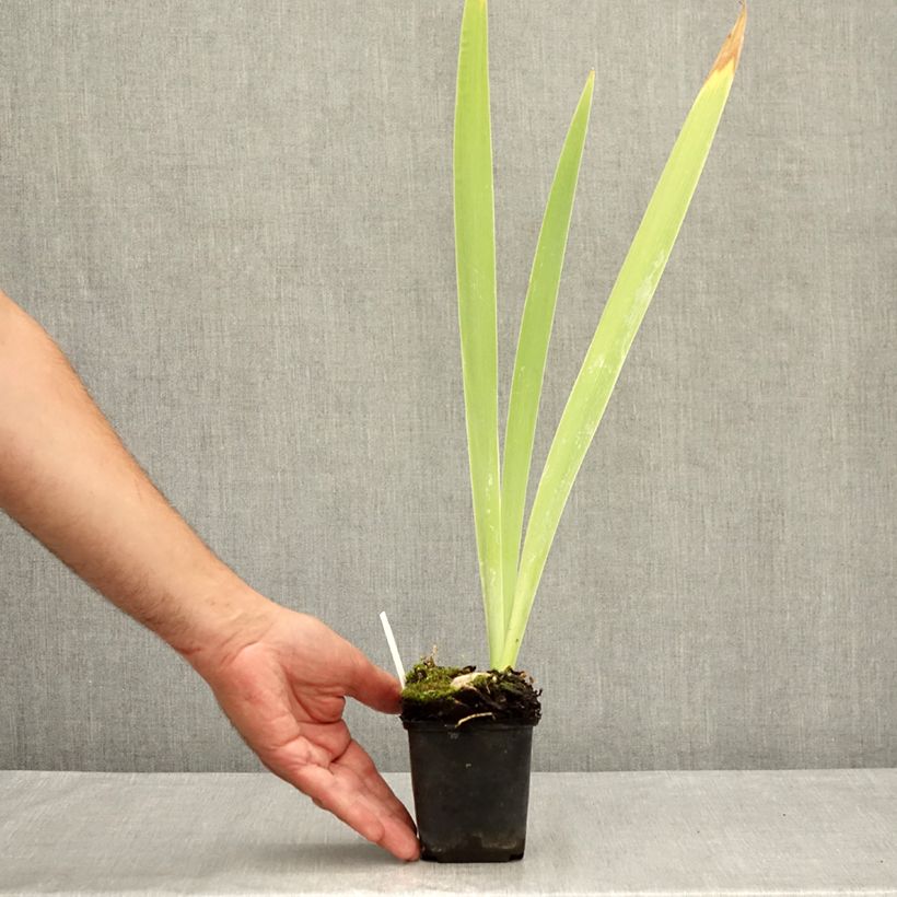 Amostra de Iris germanica Galopade Vaso de 8/9 cm tal como entregue no verão