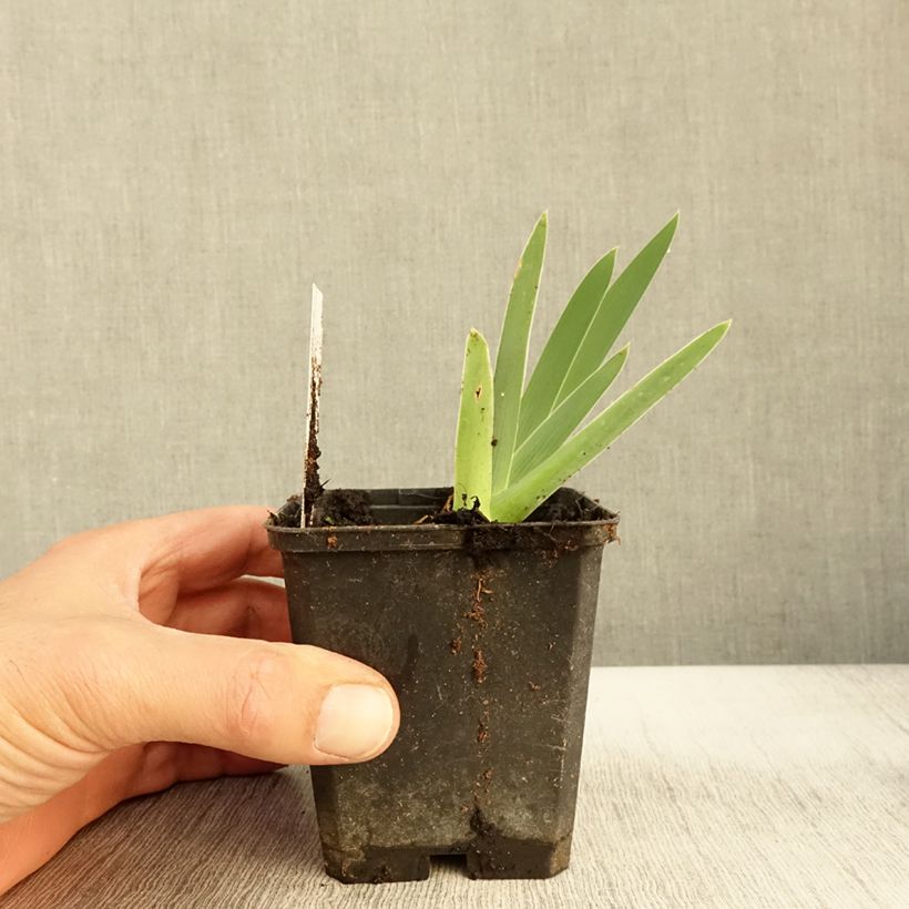Amostra de Iris germanica Galopade Vaso de 8/9 cm tal como entregue no outono