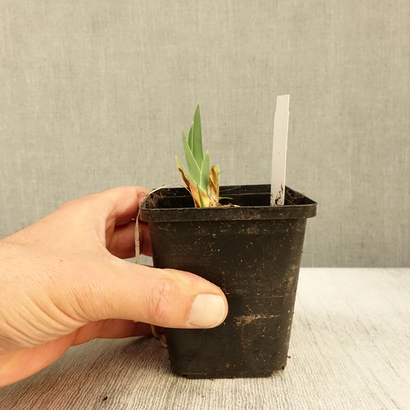 Amostra de Iris germanica Gérard Brière Vaso de 8/9 cm tal como entregue no outono