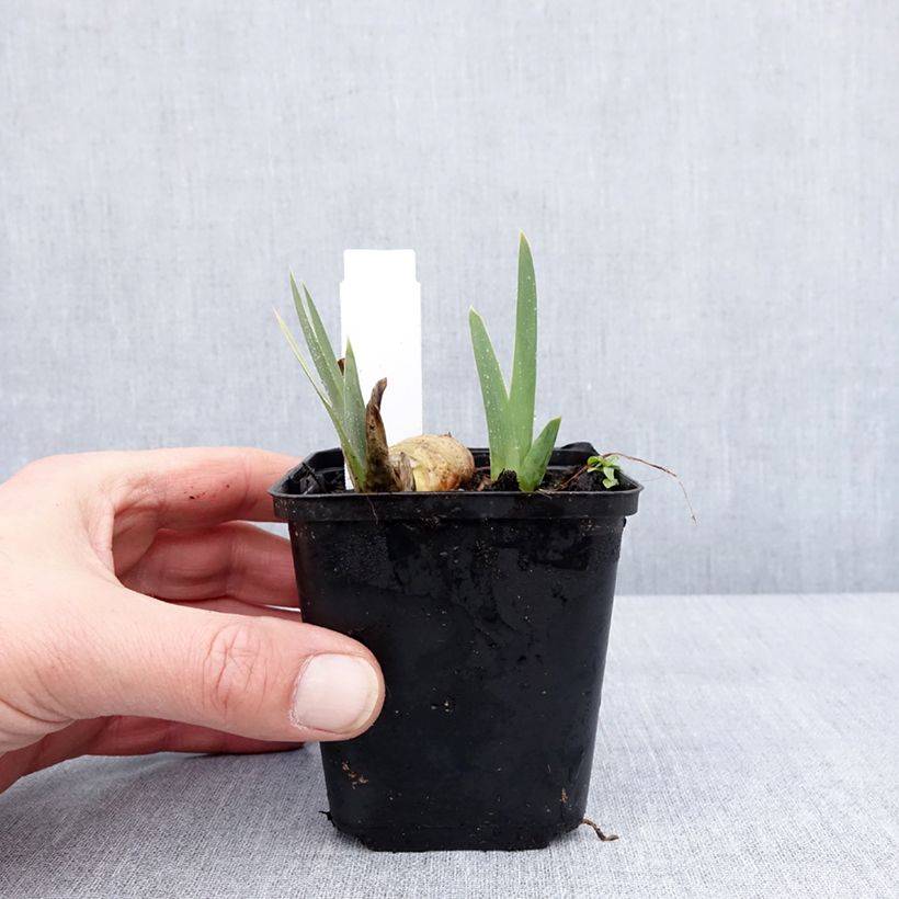 Amostra de Iris germanica Gérard Brière - Iris des Jardins Godet de 8/9 cm tal como entregue no inverno