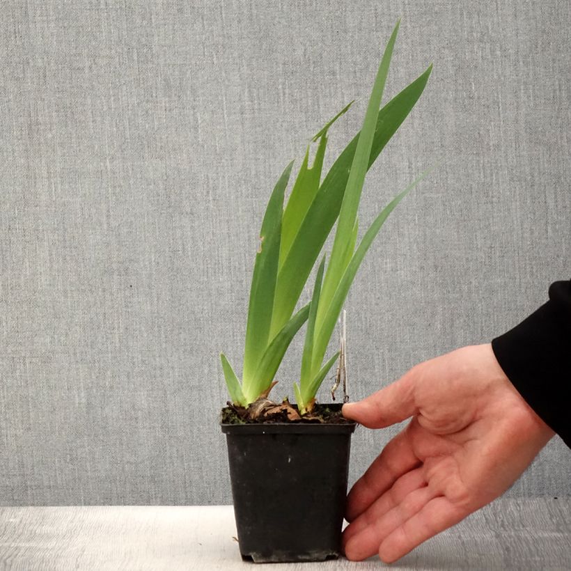 Amostra de Iris germanica Gérard Brière Vaso de 8/9 cm tal como entregue na primavera