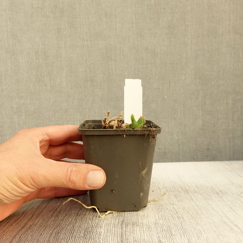 Amostra de Iris germanica Ghost Train Vaso de 8/9 cm tal como entregue no outono