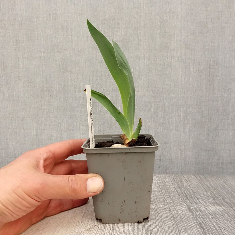 Amostra de Iris germanica Gipsy Romance Vaso de 8/9 cm tal como entregue na primavera
