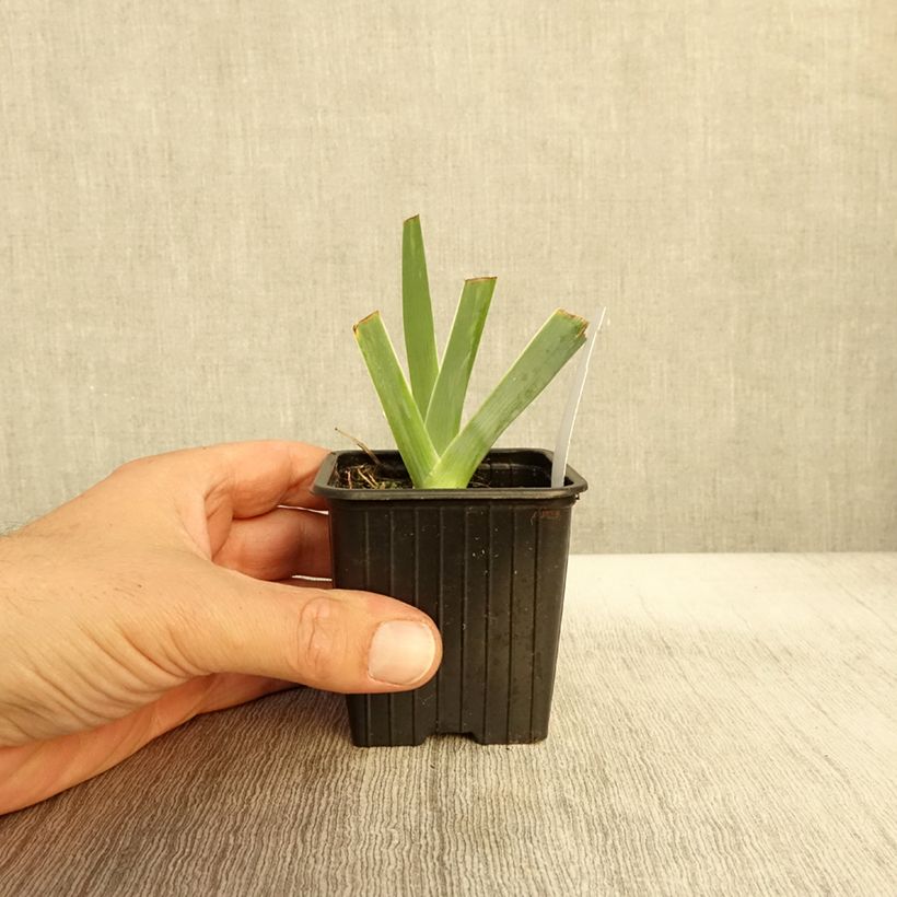 Amostra de Iris germanica Glacier Vaso de 8/9 cm tal como entregue no outono