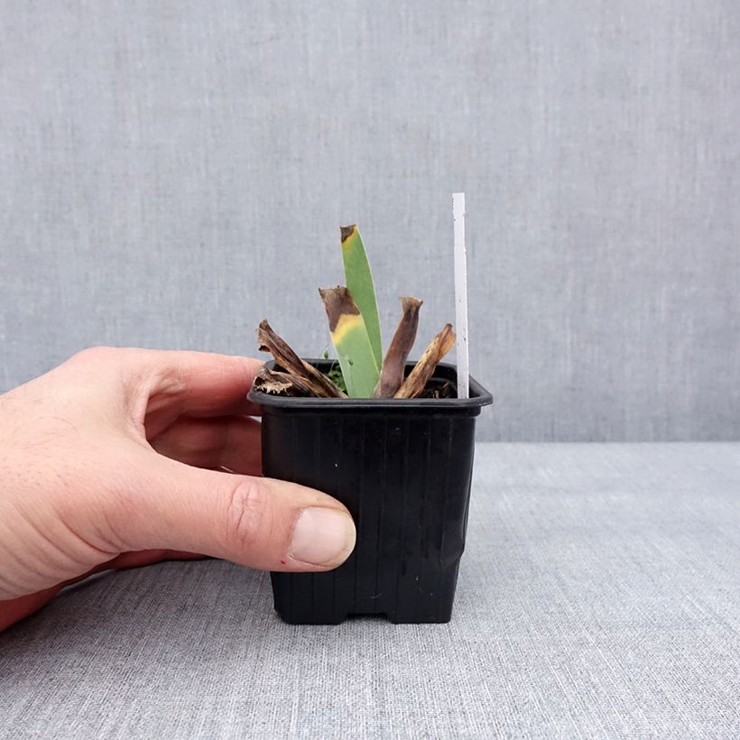 Amostra de Iris germanica Glacier Vaso de 8/9 cm tal como entregue no inverno