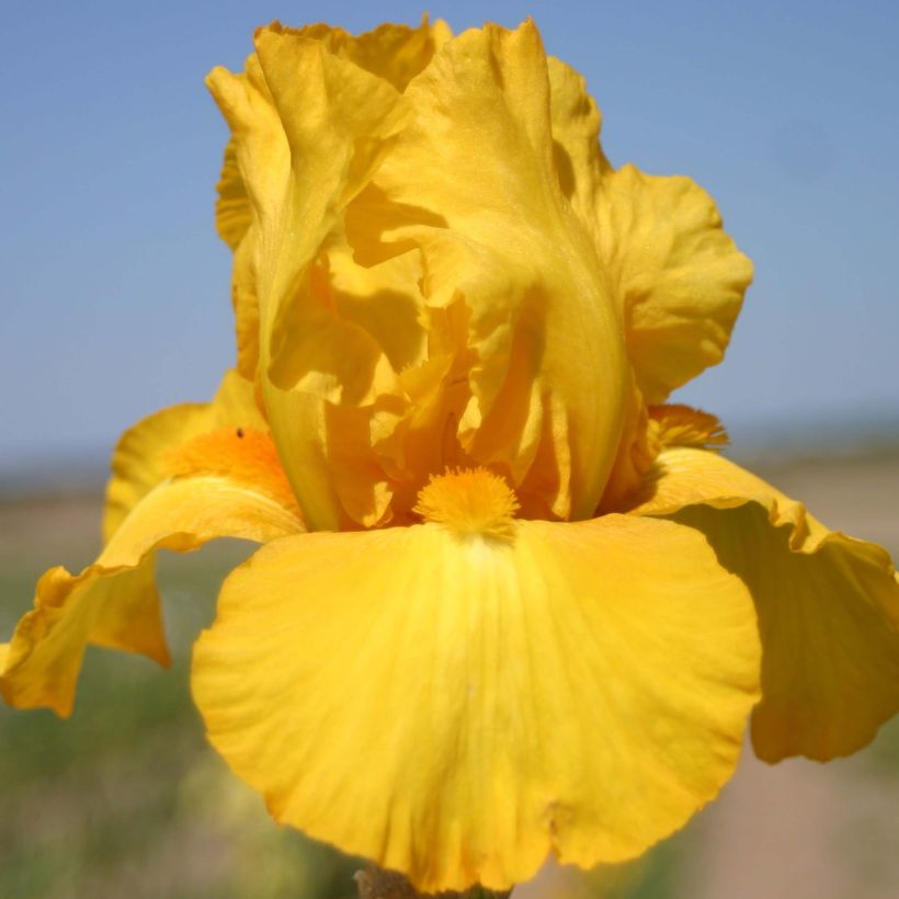 Iris germanica Gold Galore (Floração)