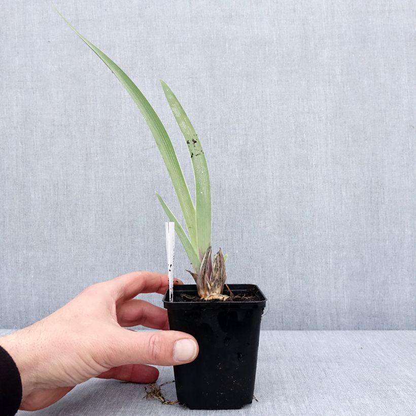 Amostra de Iris germanica Golden Immortal - Iris des Jardins Vaso de 8/9 cm tal como entregue no inverno