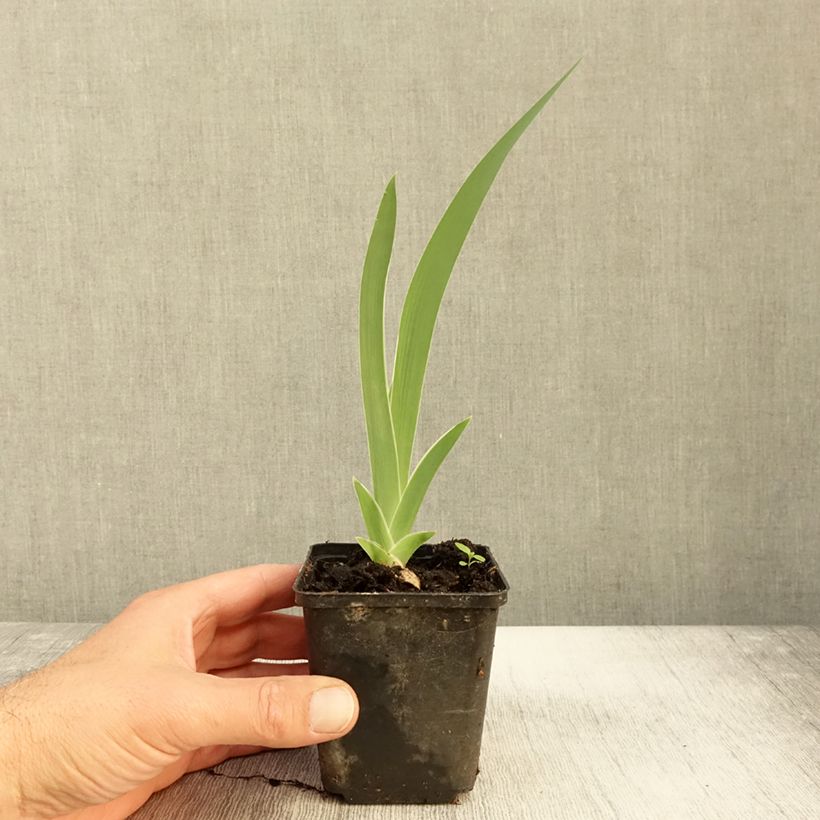 Amostra de Iris germanica Golden Immortal Vaso de 8/9 cm tal como entregue no outono