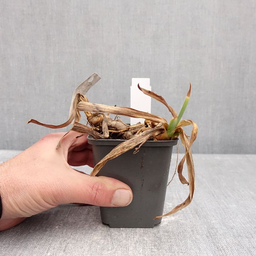 Amostra de Iris germanica Gracchus - Iris des Jardins remontant Vaso de 8/9 cm tal como entregue no inverno