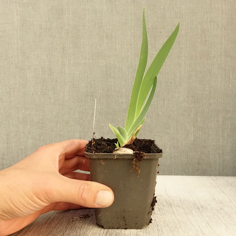 Amostra de Iris germanica Grand Canari Vaso de 8/9 cm tal como entregue no outono
