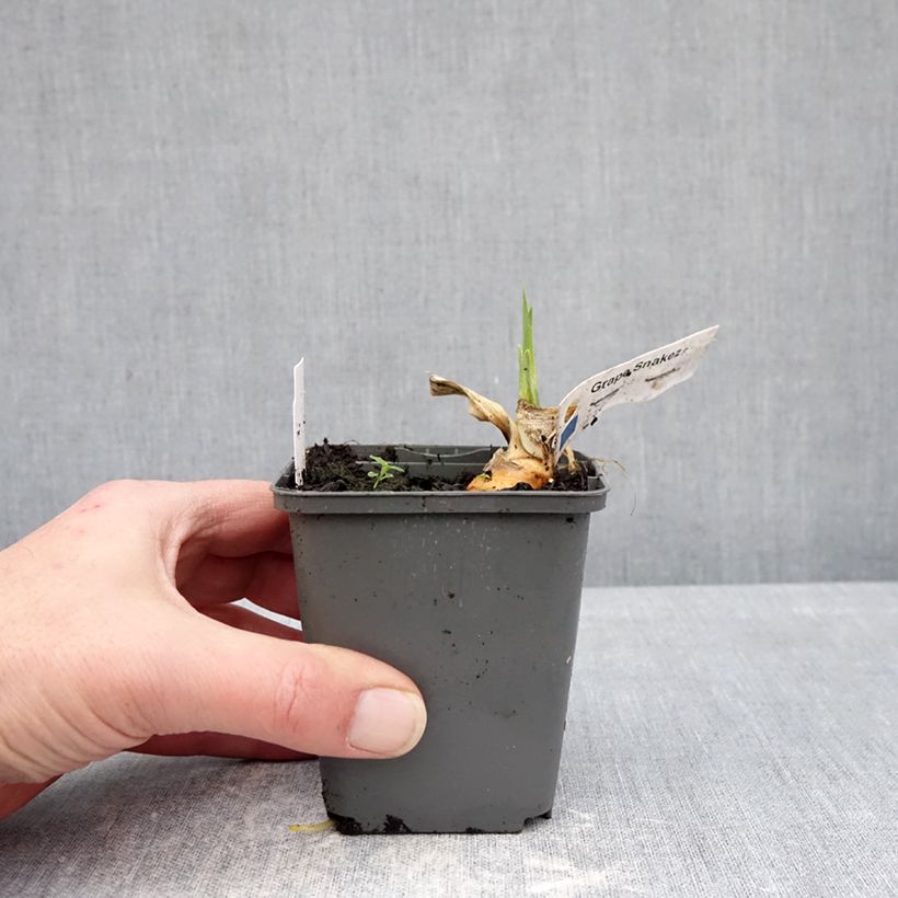 Amostra de Iris germanica Grape Snakez Vaso de 8/9 cm tal como entregue no inverno